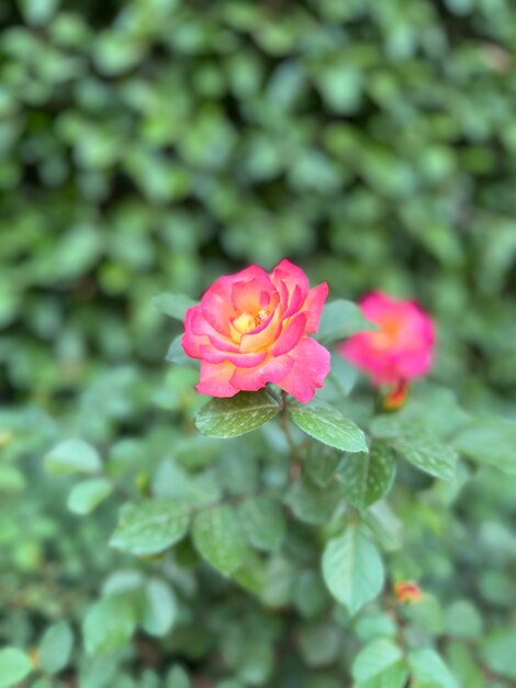 a red and yellow flower with the yellow center