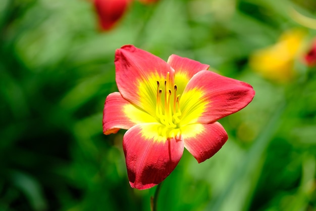 中心が黄色の赤と黄色の花。