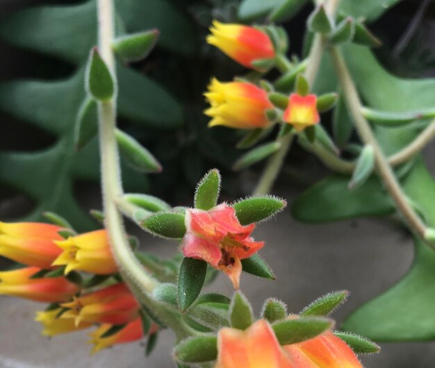 Foto fiori rossi e gialli in un giardino echeveria setosa