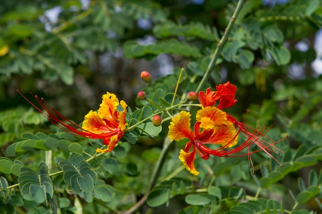 Red and yellow flowers