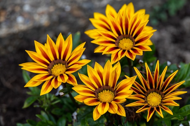 Red and yellow Gazanias flowering in an English garden