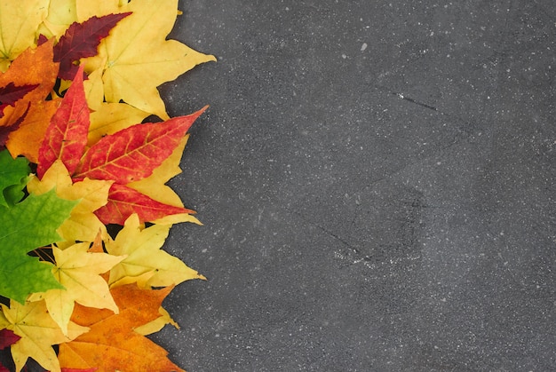 Red, yellow and green maple leaves on a gray textured background with space for text 