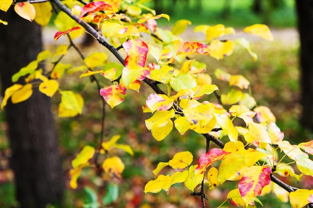 Red and yellow leaves of apple tree in garden