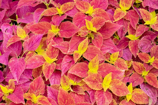 Red Yellow leaves for background