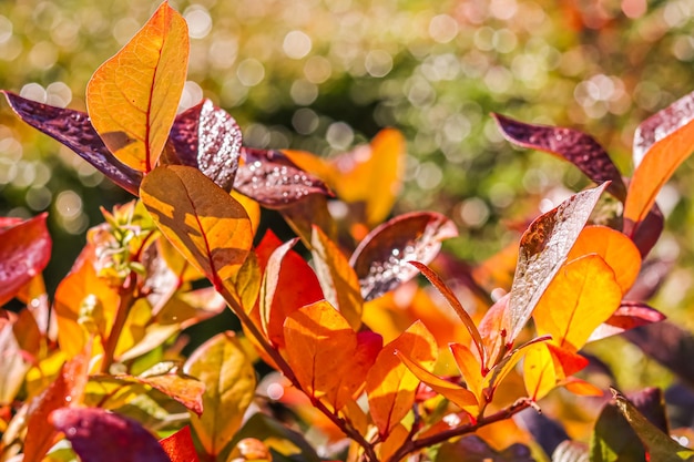 Red and yellow leaves on the branches of a shrub in the garden Blurred autumn background