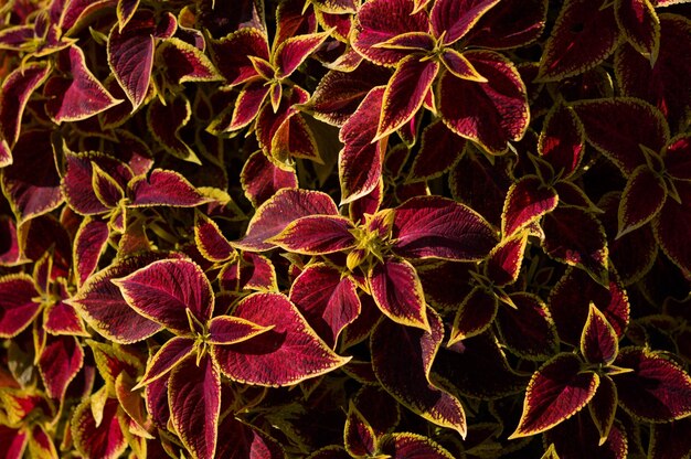 Red and yellow leaves red leaf with yellow at the edge Ornament plants