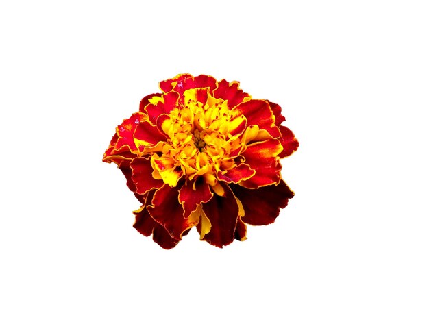 Red and yellow Marigold flower isolated on white background