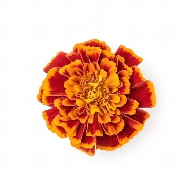 A red and yellow marigold flower on a white background