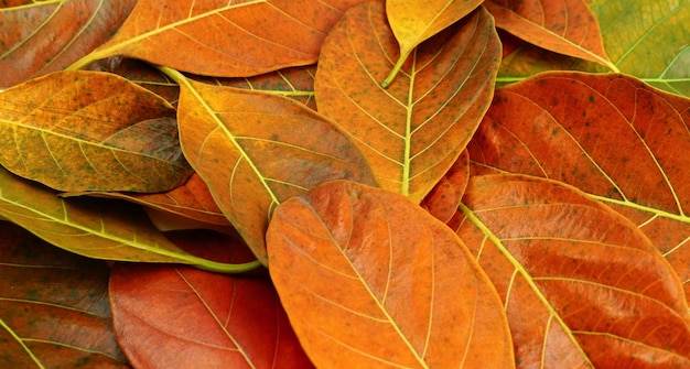 Red, yellow and orange autumn leaves fall background.