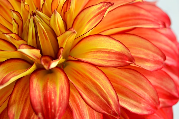 Red and yellow orange dahlia flower close up petals