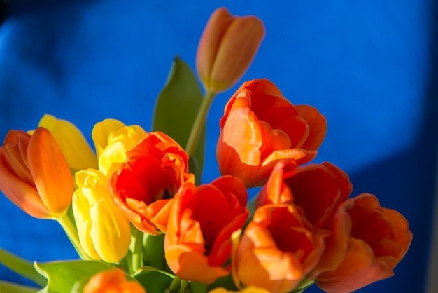 Red yellow orange tulips on a blue background
