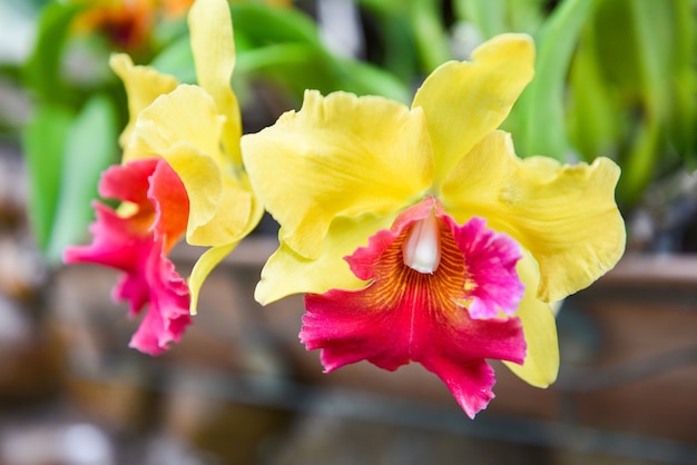 red and yellow orchid flower