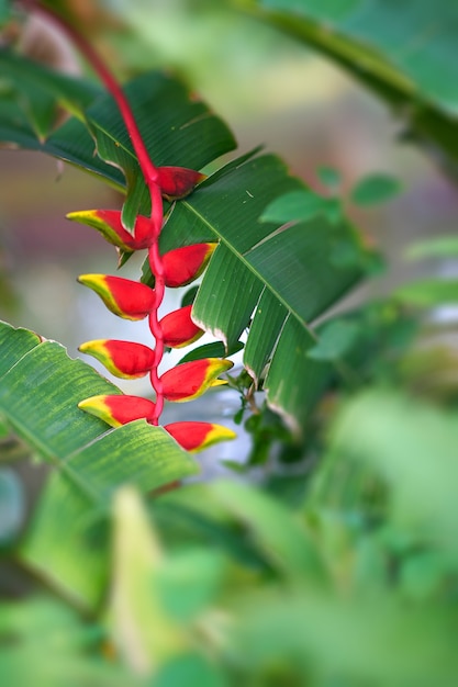 Red and yellow orchid in nature forest