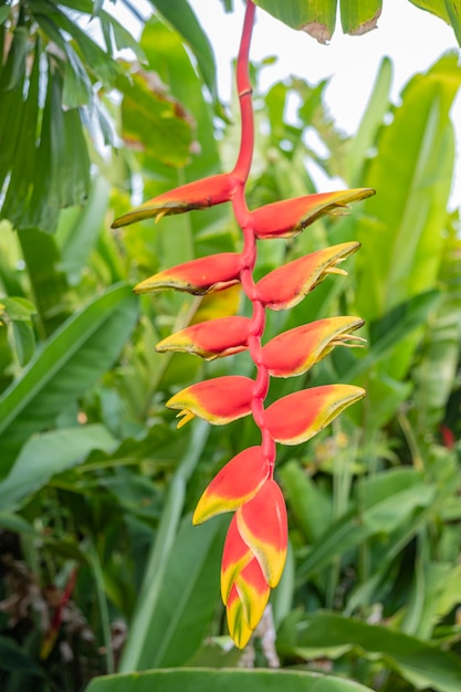 red and yellow palm flower.