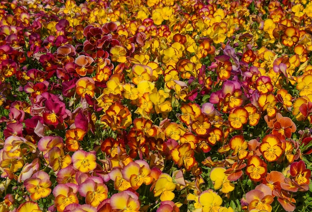 赤と黄色のパンジーの花の背景