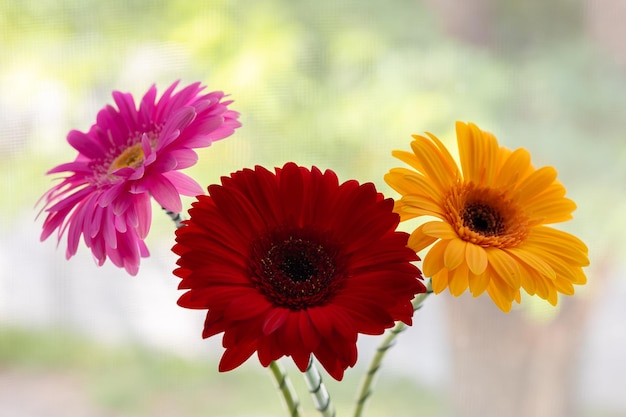 ウィンドウの背景に赤黄色と紫のガーベラの花