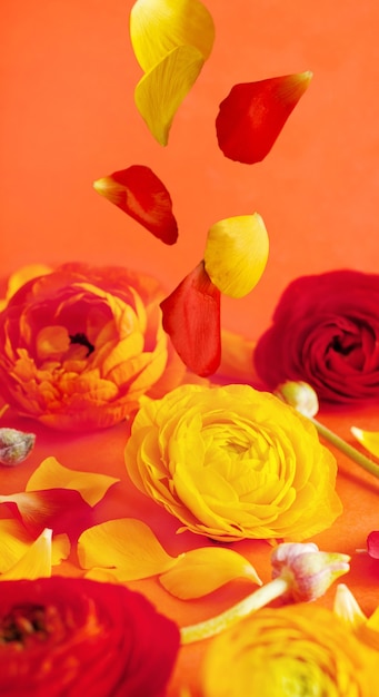 Red and yellow ranunculus flowers and petals on a coral red background close up