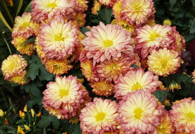 The red and yellow Reflex mum 39Domingo39 flower at full bloom