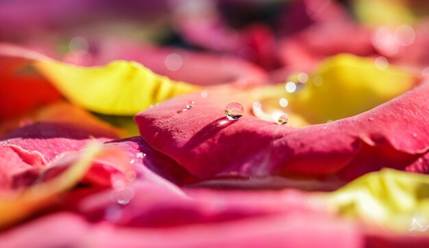 Red yellow rose petals on the water aromatherapy and spa concept