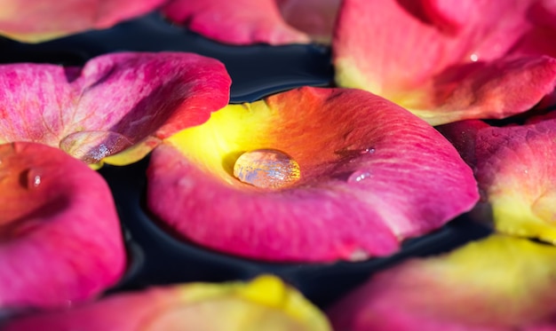 Red yellow rose petals on the water aromatherapy and spa concept