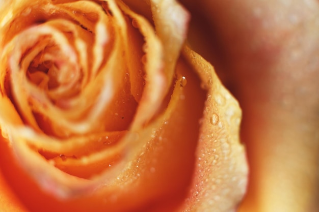 Red and yellow rose with drops og water closeup flower background