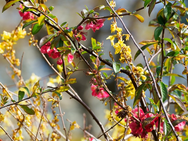 Foto fiori rossi e gialli di primavera