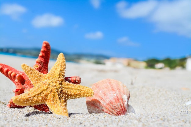 Red and yellow starfish and shell by the sea