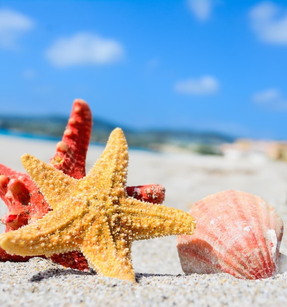 Red and yellow starfish and shell by the sea