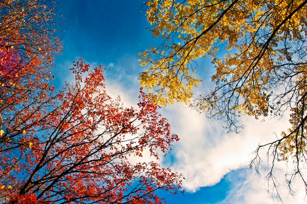 Red and yellow tree leaves against the sky