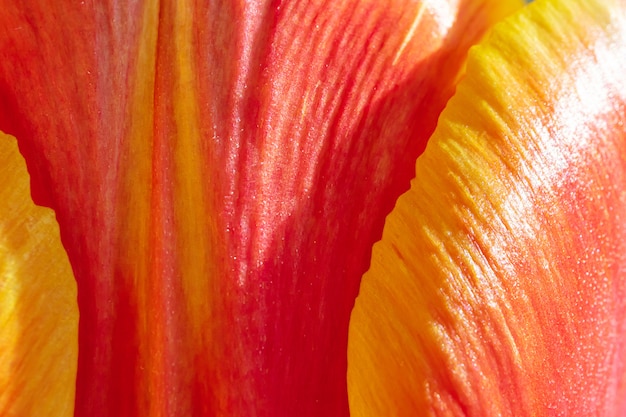 Red-yellow tulip in drops of water close-up.