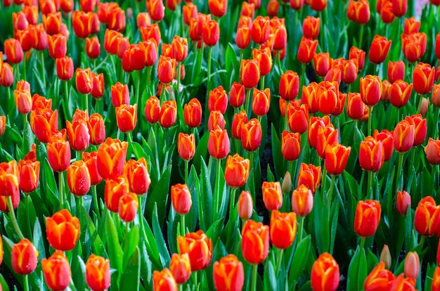 The red yellow tulip fields are densely blooming