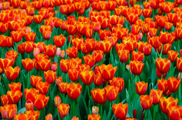 The red yellow tulip fields are densely blooming