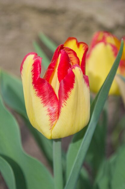 赤と黄色のチューリップの花