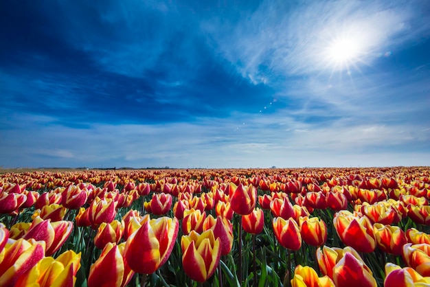 red and yellow tulips blooming on field against blue sky