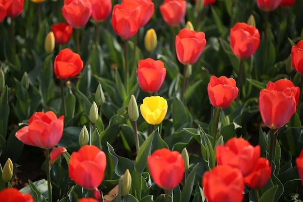 red and yellow tulips blooming on field