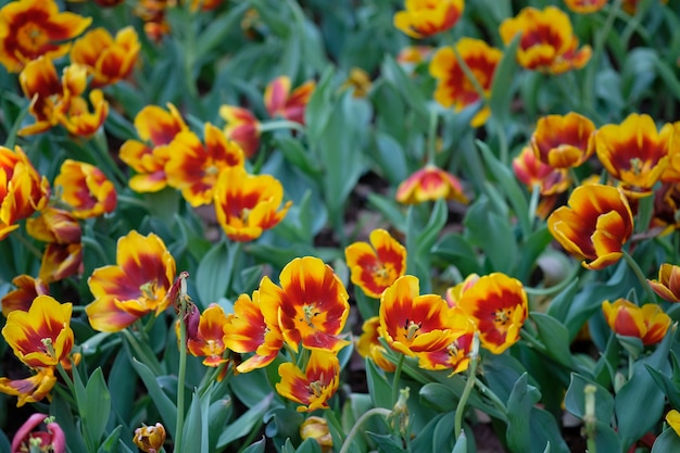 Red and yellow tulips under the bright spring sun with green leaves as background 