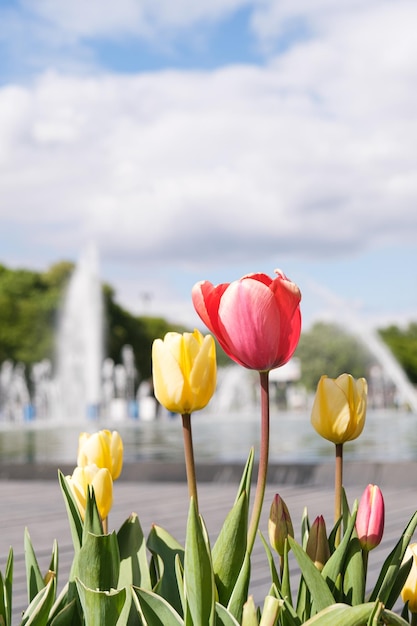 Red and yellow tulips in the city flower bed against the backdrop of the city fountain