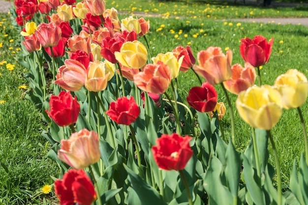 Red and yellow tulips in city park on sunny day