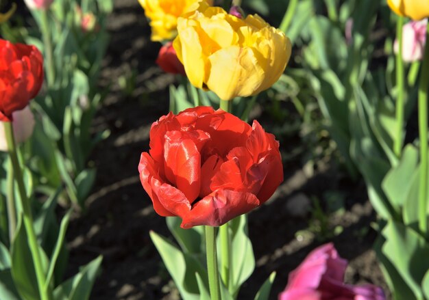 赤と黄色のチューリップがぼやけた背景に咲く花の新鮮な明るい芽をクローズアップ