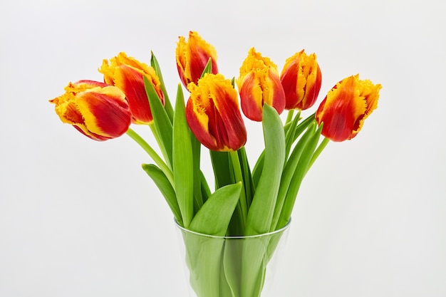 Red and yellow tulips in a glass vase on a white background