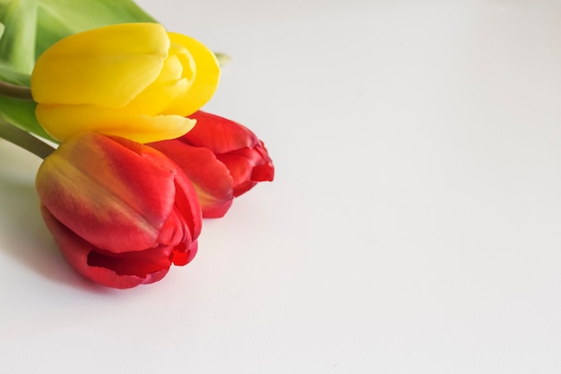 Красные и желтые тюльпаны на белом фоне.