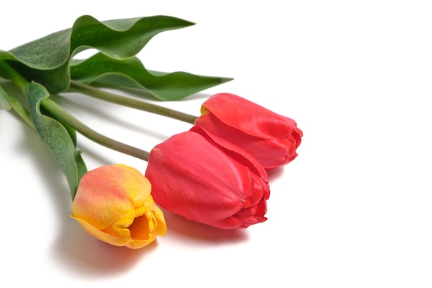 Red and yellow tulips on a white background.