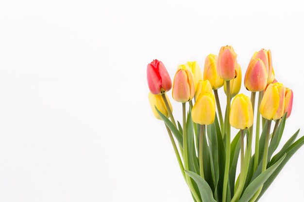 Red and yellow tulips on a white background