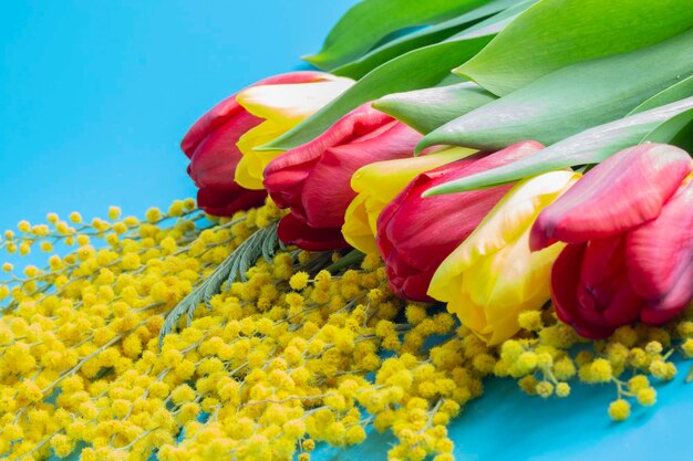 Red and yellow tulips and yellow mimosa on a blue background