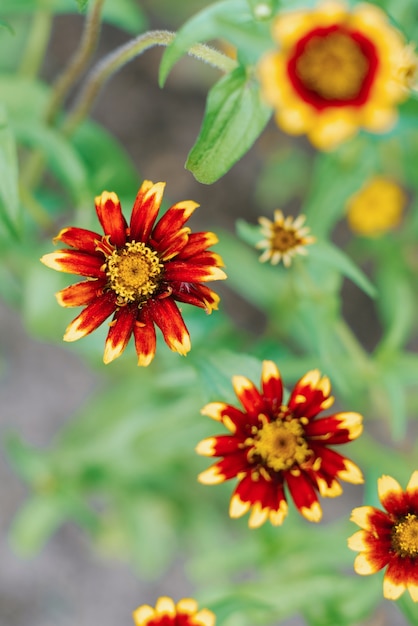 Fiori di zinnia rossi e gialli nel giardino estivo