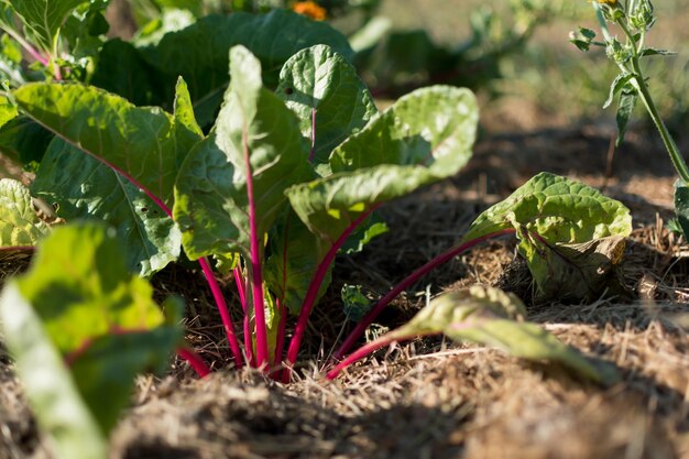 Red young chards growing in an ecological garden with mulch to preserve moisture flavescens