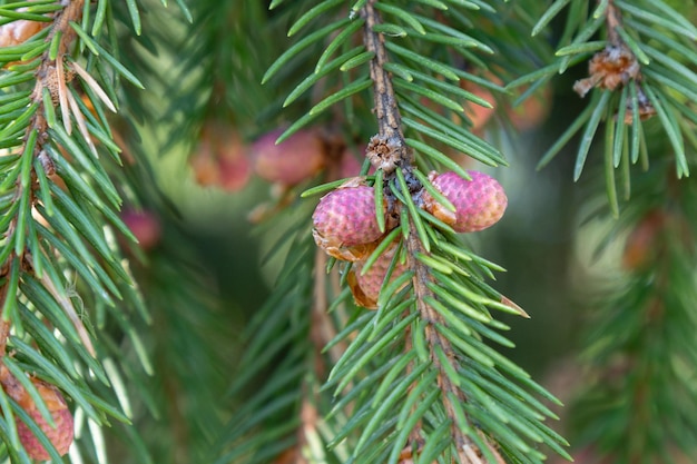 Red young cones on branches of spruce