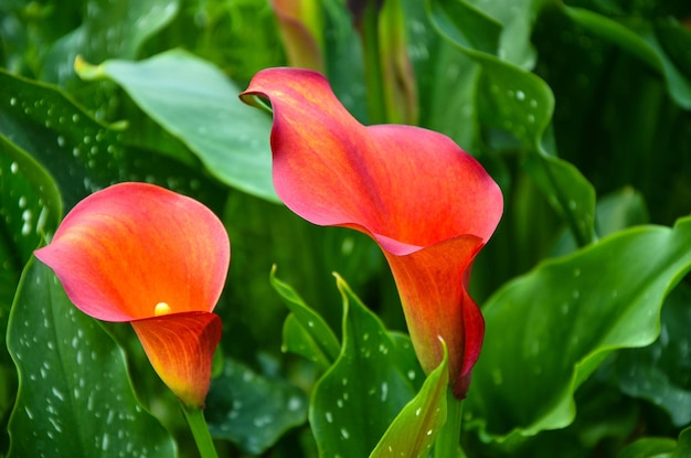 정원에 있는 Red Zantedeschia aethiopica 또는 Calla Lily