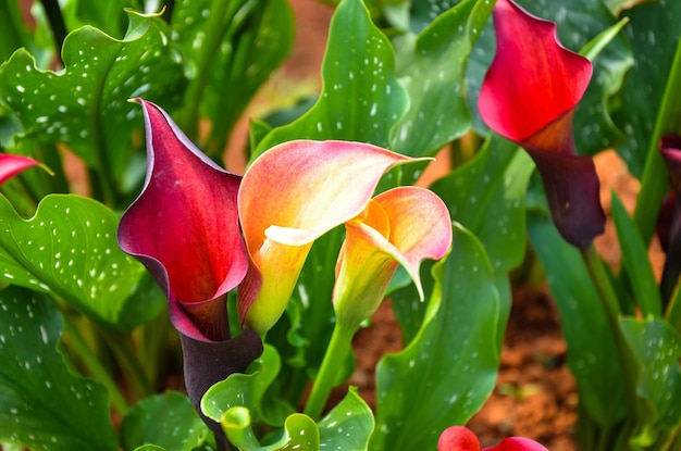 정원에 있는 Red Zantedeschia aethiopica 또는 Calla Lily