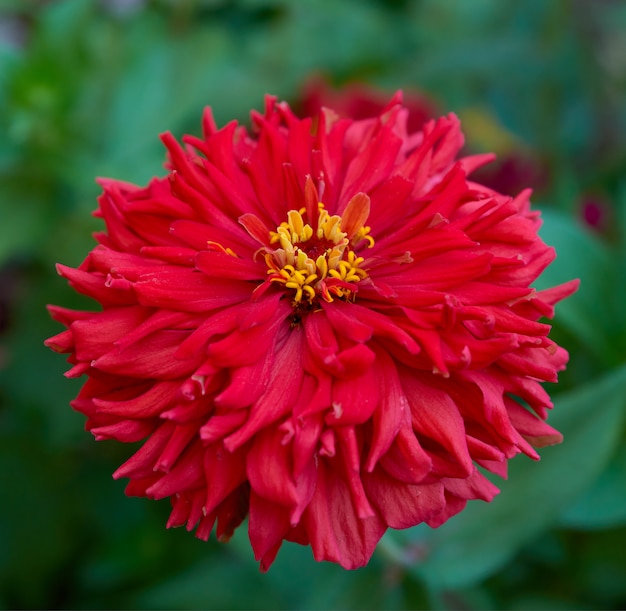 庭の赤い百日草の花